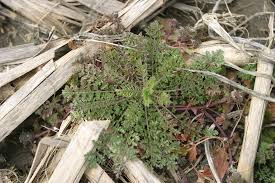 Image result for Coronopus didymus