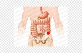 Накладывается она для отведения каловых масс в тех случаях. Sistema Organov Kolostoma Anatomiya 360 Gradusov Ruka Drugie Chelovek Png Pngwing