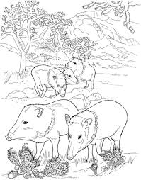 Javelina Peccaries Wild Pigs Coloring Page Free Printable Coloring Pages Malvorlagen Tiere Ausmalbilder Wustentiere