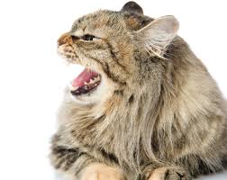 Symptoms Of Cat Rabies You Should Never Ignore Lovetoknow