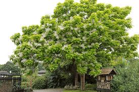 Baum Fallen Wann Es Erlaubt Ist Wie Es Geht Vieles Mehr Schoner Wohnen
