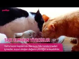 Kedilerin Nefret Ettigi 14 Sey Youtube