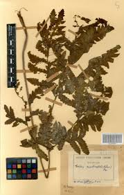 Image result for Tectaria angelicifolia