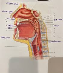 The nose is an olfactory and respiratory organ. Solved I Need Help To Finish Labeling This Anatomy Of Th Chegg Com