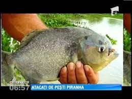 Oricând, oriunde, pe toate dispozitivele dvs. 70 De Oameni Au Fost AtacaÅ£i De Pestii Piranha In Timp Ce ScÄldau In Fluviul Parama Youtube