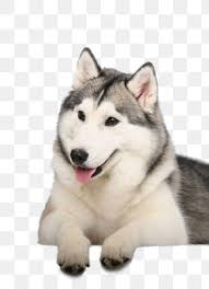 The seppala siberian has a positive attitude towards his work of pulling in harness, and a strong desire to please his owner. Seppala Siberian Sleddog Images Seppala Siberian Sleddog Transparent Png Free Download