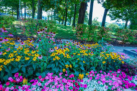 Field Of Flowers Hd Wallpapers Backgrounds