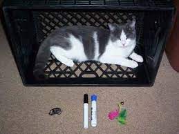 Once kittens are in the trap, their mother will likely hear their meowing and come to see what's happening. Cat Trap 4 Steps With Pictures Instructables