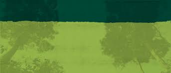 Image result for Trachyphrynium braunianum