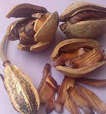 Penghantaran percuma dengan perkhidmatan poslaju. Buah Tunjuk Langit Makan Ni Nyamuk Tak Nak Gigit Hisap Darah Blog Santai Santai Jerr