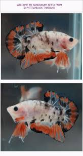 Fancy Koi Fish Pet Betta Betta Fish