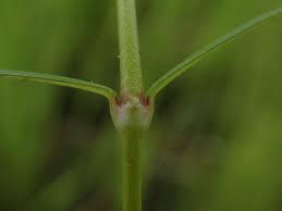 Image result for Oldenlandia lancifolia