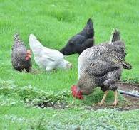La crianza de aves de traspatio ofrece varias ventajas ...