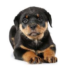 Is your puppy an adorable girl? Rottweiler Pictures Beautiful Pics Of A Beautiful Breed Rottweiler Puppies Rottweiler Dog Rottweiler Names