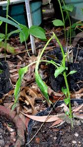 Beneficial wasps prey on grasshoppers as do insect eating birds. Can Red Ants Harm Bell Pepper Plants Gardening Landscaping Stack Exchange