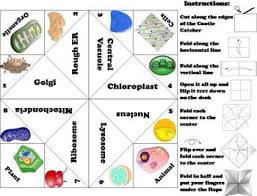 Maybe you would like to learn more about one of these? Cells Activity Cellular Structures Cell Organelles Cell Cell Organelles Animal Cell Organelles Organelles