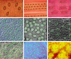 Almost as good is the elephants ear saxifrage bergenia. Plant Stomata Detection A Generalised Approach