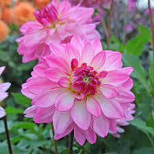 Dahlia Sincerity White Flower Farm Bulb Flowers Beautiful Flower Drawings