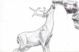 Max Temescu Draws A Thing December 2013 Animal Drawings Realistic Drawings Drawings