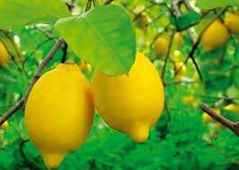After a few years of mulching, well planted fruit. Advice How To Grow Small Fruit Trees