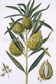 Image result for Gomphocarpus fruticosus