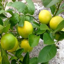 Indoor fruit trees are both pretty and practical houseplants, if you can master their care. Meyer Lemon Plant At Rs 60 Piece Lemon Tree Id 14060777112