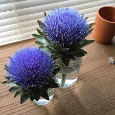Artichoke Flowers Album On Imgur Artichoke Flower Flower Landscape Flowers