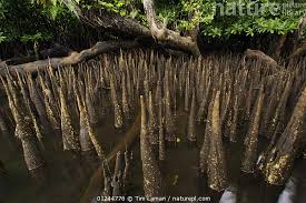 Image result for Sonneratia