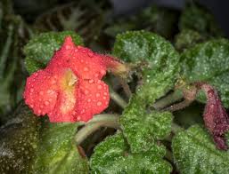 Image result for Mimulopsis