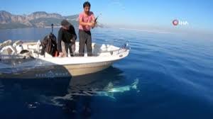 Antalya Da Dev Kopek Baligi Oltaya Geldi