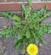 Descriptions, plant ids, top varieties, essential info for growing in gardens and pots. Rosette Botany Wikipedia