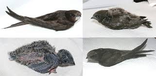Vogelwarte Ch Un Martinet A Terre Que Faire Si les juvéniles ne trouvent pas la nourriture adaptée, cela entraîne un endommagement. vogelwarte ch un martinet a terre