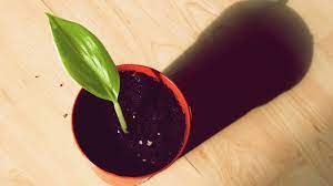 It is also important to note that bananas are actually herbs, so they don't grow on trees. Growing Bananas From Seed Youtube