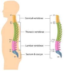 Low Back Pain A Guide For Coaches And Athletes On Anatomy