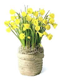 Check spelling or type a new query. 11 Flowers That Survive In Winter Blooming Plants To Grow In The House Garden Bulbs Winter Flowers Garden Cold Weather Flowers