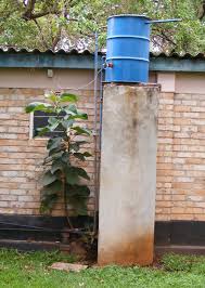 Image result for Ficus laurifolia