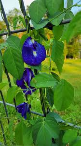 Image result for Clitoria