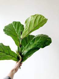 How To Propagate Your Fiddle Leaf Fig Tree Fiddle Leaf Fig Tree Fiddle Leaf Fig Fiddle Leaf Tree