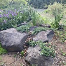 Image result for Xyris asterotricha