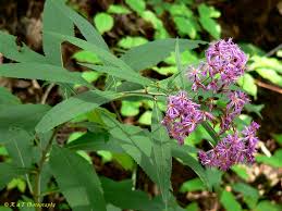 Image result for Vernonia lasiopus