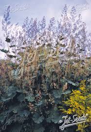 Image result for Macleaya