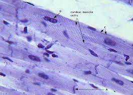Cardiac Muscle Description Branched Cells That Are Striated With Only A Single Nucleus Function Human Anatomy And Physiology Histology Slides Heart Muscle