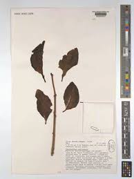 Image result for Ancylobothrys amoena