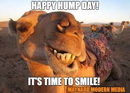 Camels clipart hump day camel pencil and in color camels. Camel Smile Imgflip