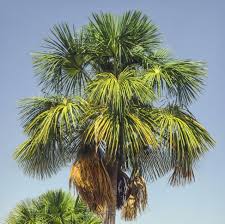 Image result for Chironia flexuosa