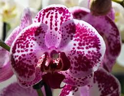 Plant flowers that start with v. Wallpaper Flowers Garden Orchids Plants Green Blossom Pink Cattleya Flower Eye Flora Blommor V Xter Tr Dg Rd Orkid Er Orchidaceae Whiteflower Petal Land Plant Flowering Plant Macro Photography Moth Orchid