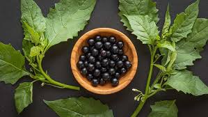 Image result for Solanum giganteum