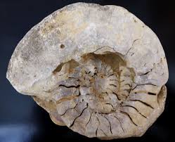 Maybe you would like to learn more about one of these? Mineralienmuseum Pforzheim Fossiler Muschelkalk 4 Der Ceratit