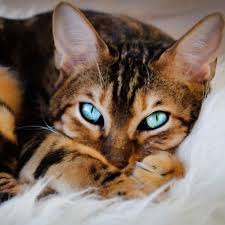 The snow lynx bengal cat, white bengal cat blue eyes, also known as seal lynx point, has the closest to white color among the 3 snow variants. 73 Bengal Cats Ideas Cats Bengal Cat Beautiful Cats