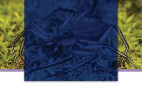 Image result for Helixanthera verruculosa